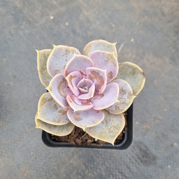Echeveria ‘Perle von Nurnberg 紫珍珠