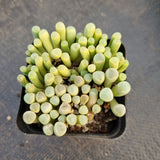 Fenestraria Rhopalophylla 'Baby toe' 五十铃玉