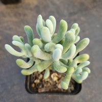 Sedum Allantoides 白厚叶弁庆/香蕉美人