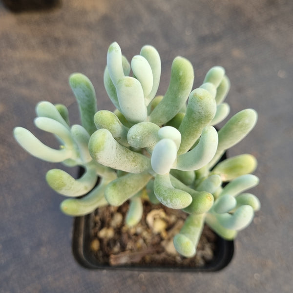 Sedum Allantoides 白厚叶弁庆/香蕉美人