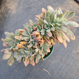 11cm pot Graptoveria Fred Ives crested 紫鹤缀化