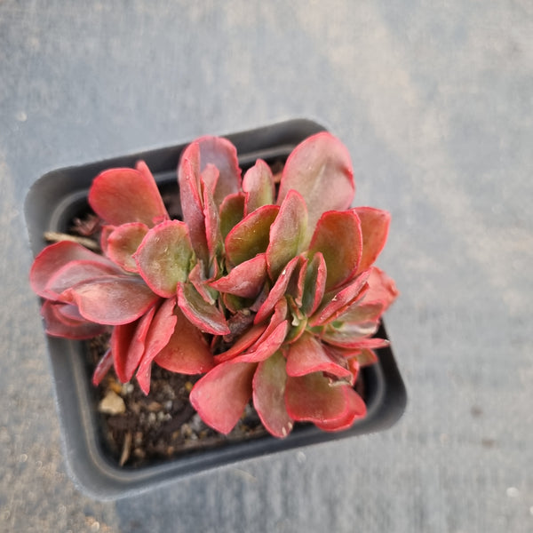 Echeveria Pappy's Rose crested