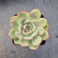 Echeveria sp. 艾格利亚 (aigeliya)