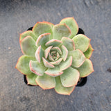 Echeveria sp. 艾格利亚 (aigeliya)