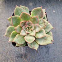 Echeveria Champaign hybrid 香槟杂