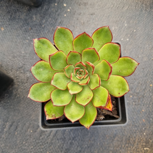 Echeveria 'Yamato Haru' 伊莉莎