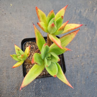 Echeveria Agavoides Martin's