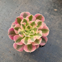 Aeonium Pink Witch 粉女巫