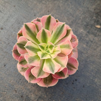 Aeonium Pink Witch 粉女巫