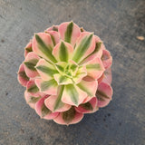 Aeonium Pink Witch 粉女巫