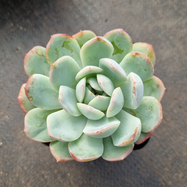 Echeveria 石莲花属– Page 14 – Greenland Garden