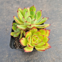 GLGhybrid Echeveria Ballsii Hybrid 灰姑娘杂