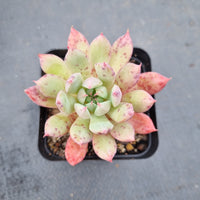 Echeveria sp. 不知名精灵包