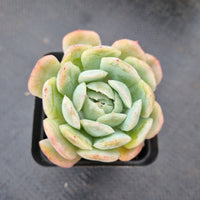 Echeveria Japanese Raspberry Ice 日本冰莓