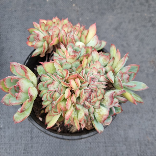 Echeveria 'Frost of the Fall' Crested 秋霜缀化