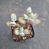 Cotyledon Oophylla (Round Form) 乒乓福娘