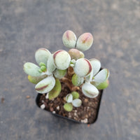 Cotyledon Oophylla (Round Form) 乒乓福娘