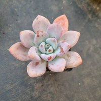 Graptoveria Opalina 奥普琳娜