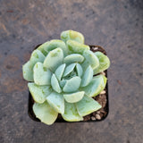 Echeveria Japanese Raspberry Ice 日本冰莓