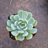 Echeveria Japanese Raspberry Ice 日本冰莓