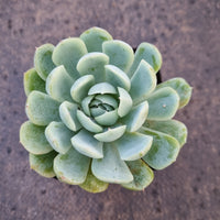 Echeveria Japanese Raspberry Ice 日本冰莓