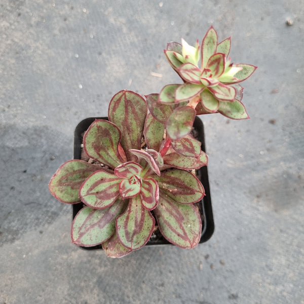 Echeveria Nodulosa 红司