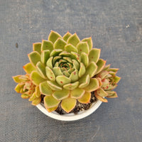 11cm pot Echeveria Agavoides Mira