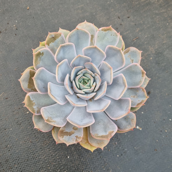 11cm pot Echeveria Fiona 菲欧娜11cm盆