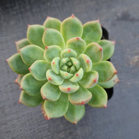 Echeveria 'Scarlet' 斯嘉丽（红苹果）