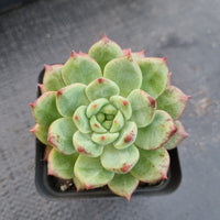 Echeveria 'Scarlet' 斯嘉丽（红苹果）