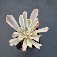 Echeveria Hoveyi 花车锦 (variegated)