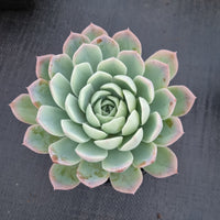 GLGhybrid- Echeveria Elegans 'Alba' hybrid 白月影杂