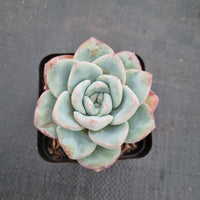 Echeveria 'Strawberry Cake'  草莓泡芙