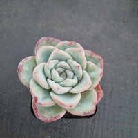 Echeveria 'Strawberry Cake'  草莓泡芙