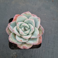 Echeveria 'Strawberry Cake'  草莓泡芙