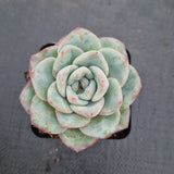 Echeveria 'Strawberry Cake'  草莓泡芙