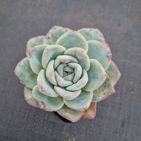 Echeveria 'Strawberry Cake'  草莓泡芙