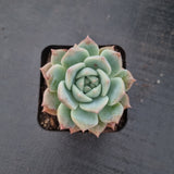 Echeveria 'Pink baby rose' 粉色蔷薇