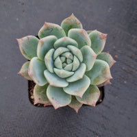 Echeveria 'Pink baby rose' 粉色蔷薇