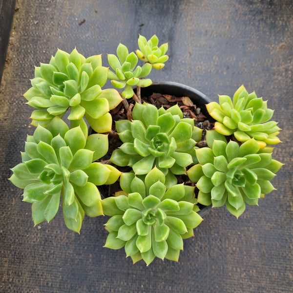 11cm pot Echeveria Leisal