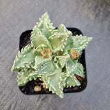 Faucaria tigrina (Tiger's Jaw)