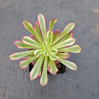 Aeonium 'Mardi gras' 红覆轮法师