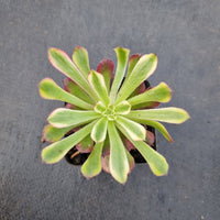 Aeonium 'Mardi gras' 红覆轮法师