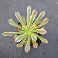 Aeonium 'Mardi gras' 红覆轮法师