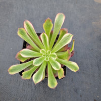 Aeonium 'Mardi gras' 红覆轮法师