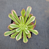 Aeonium 'Mardi gras' 红覆轮法师