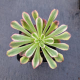 Aeonium 'Mardi gras' 红覆轮法师