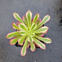 Aeonium 'Mardi gras' 红覆轮法师