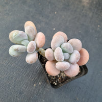 Pachyphytum sp. 白美人