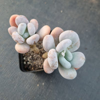 Pachyphytum sp. 白美人